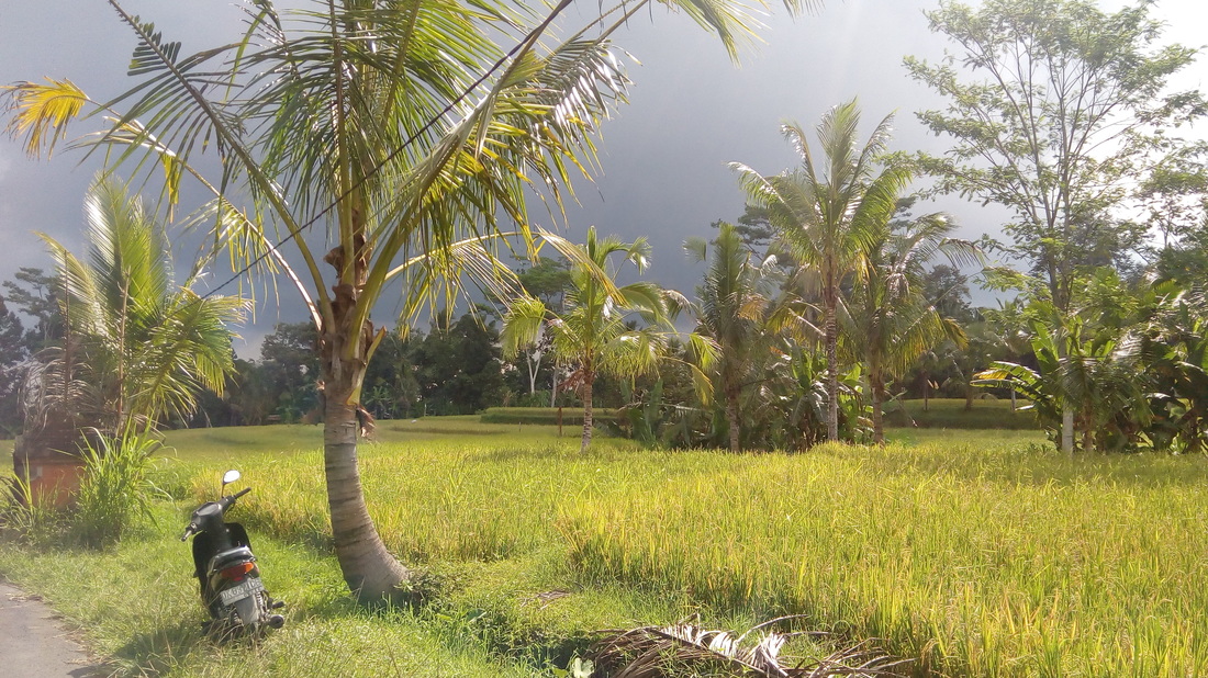 Priroda a zelen v Ubud, Bali