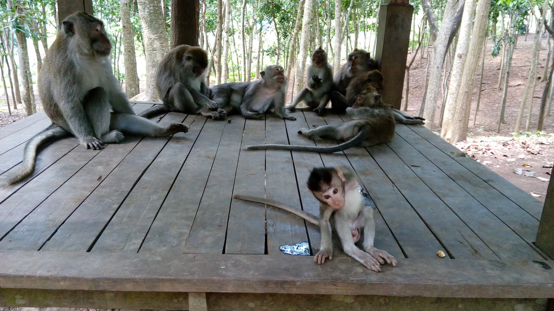Monkey Forest Ubud, Bali