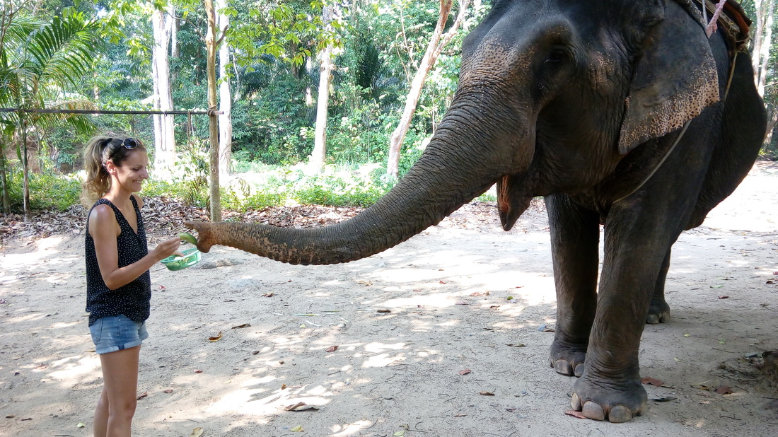 Krmenie slonov Krabi , Thajsko